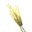Barley