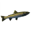 Pike