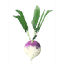Turnip